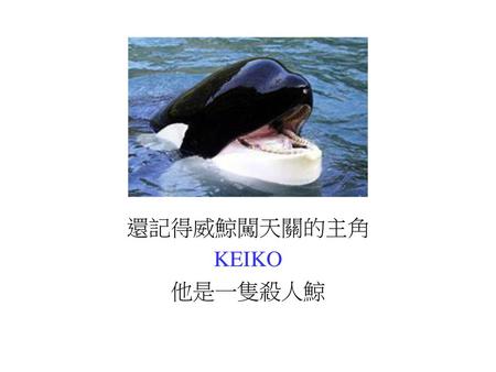 還記得威鯨闖天關的主角 KEIKO 他是一隻殺人鯨