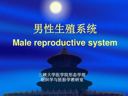 男性生殖系统 Male reproductive system