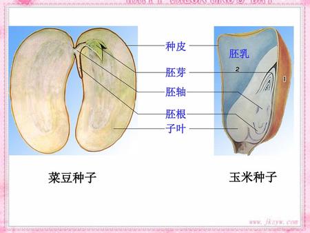 种皮 胚乳 胚芽 胚轴 胚根 子叶 菜豆种子 玉米种子.