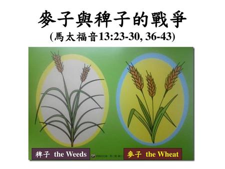 麥子與稗子的戰爭 (馬太福音13:23-30, 36-43) 稗子 the Weeds 麥子 the Wheat.