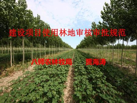 建设项目使用林地审核审批规范 八师农林牧局 贾海涛.