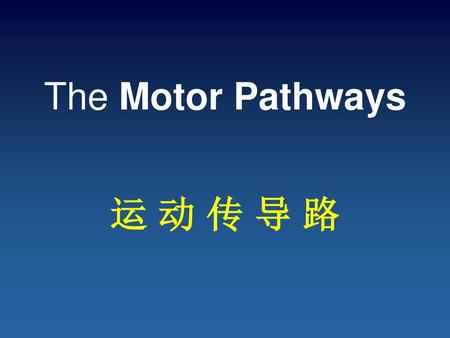 The Motor Pathways 运 动 传 导 路