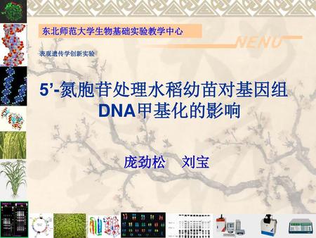 表观遗传学创新实验 5’-氮胞苷处理水稻幼苗对基因组 DNA甲基化的影响