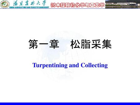 Turpentining and Collecting
