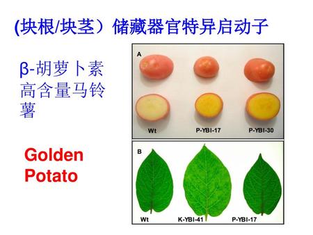 (块根/块茎）储藏器官特异启动子 β-胡萝卜素高含量马铃薯 Golden Potato.