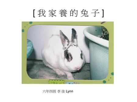 [ 我 家 養 的 兔 子 ] 六年四班 李 佳 Lynn.