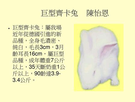 巨型齊卡兔 陳怡恩 巨型齊卡兔：屬我場 近年從德國引進的新 品種，全身毛濃密、 純白，毛長3cm，3月 齡耳長16cm，屬巨型 品種，成年體重7公斤 以上，35天斷奶重1公 斤以上，90齡達3.9- 3.4公斤。