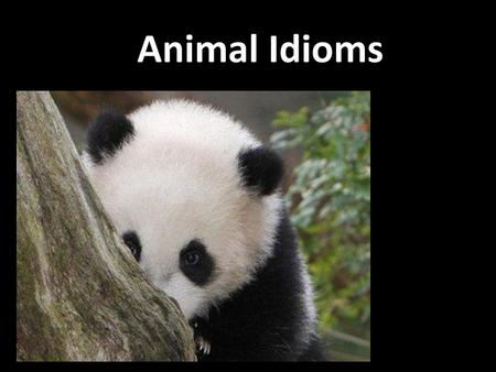 Animal Idioms.