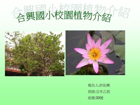 合興國小校園植物介紹 報告人:許佑輿 班級:五年乙班 座號:33號.