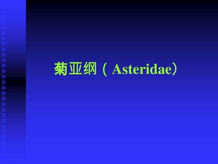 菊亚纲（Asteridae）.