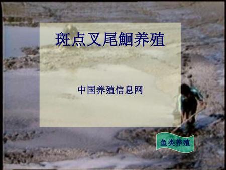 斑点叉尾鮰养殖 中国养殖信息网 鱼类养殖.