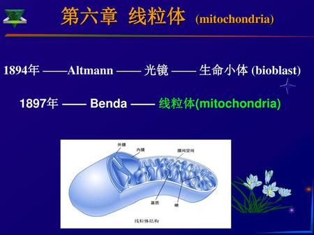 第六章 线粒体 (mitochondria)