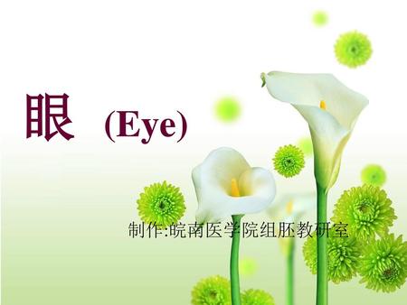 眼 (Eye) 制作:皖南医学院组胚教研室.