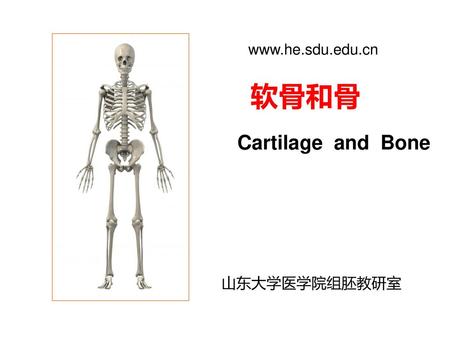 Www.he.sdu.edu.cn 软骨和骨 Cartilage and Bone 山东大学医学院组胚教研室.