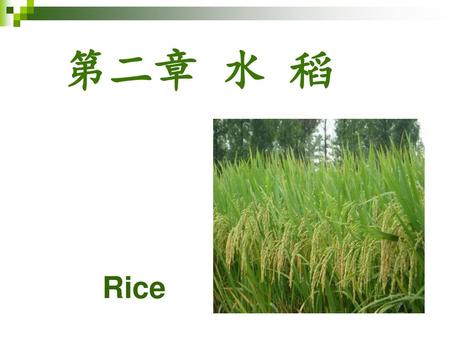 第二章 水 稻 Rice.