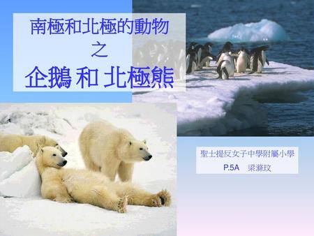 南極和北極的動物 之 企鵝 和 北極熊 聖士提反女子中學附屬小學 P.5A 梁滌玟.