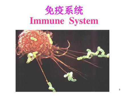 免疫系统 Immune System.