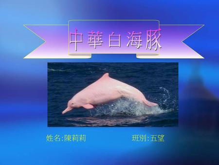 中華白海豚 姓名:陳莉莉 班別:五望.