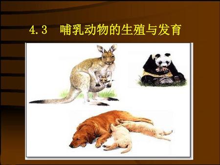 4.3 哺乳动物的生殖与发育.