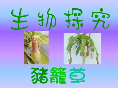 豬籠草介紹 豬籠草科 (Nepenthes mirabilis) 英文名: Pitcher Plant
