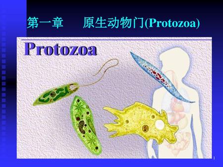 第一章 原生动物门(Protozoa).