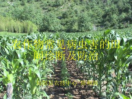 农作物常见病虫害的田间诊断及防治 旬阳县农技中心 陈和润.