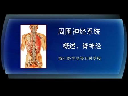周围神经系统 概述、脊神经 浙江医学高等专科学校.