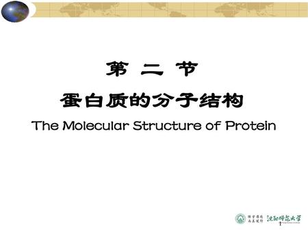 The Molecular Structure of Protein