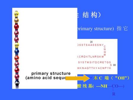 1.一 级 结 构（ 线 性 结 构） 蛋 白 质 的 一 级 结 构 (primary structure) 指 它 的 氨 基 酸 序 列 。 首 N 端（ “H”） 末 C 端（“OH”） 其 中 的 氨 基 酸 称 氨 基 酸.