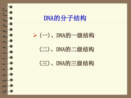 DNA的分子结构 (一)、DNA的一级结构 (二)、DNA的二级结构 (三)、DNA的三级结构.