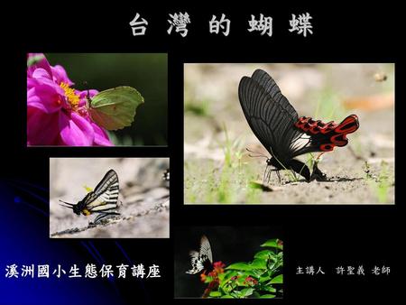 台 灣 的 蝴 蝶 溪洲國小生態保育講座 主講人 許聖義 老師.