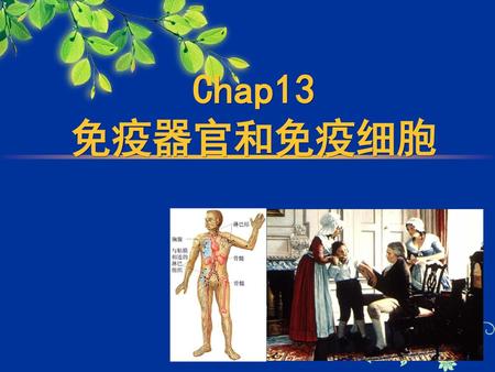 Chap13 免疫器官和免疫细胞.