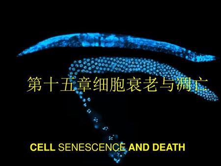 第十五章细胞衰老与凋亡 CELL SENESCENCE AND DEATH.