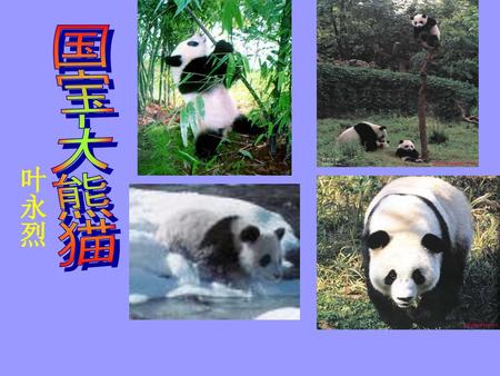 国宝-大熊猫 叶永烈 教学后记： 图片效果好，学生易感兴趣。 在说明知识的训练上重点要突出，不能面面俱到。