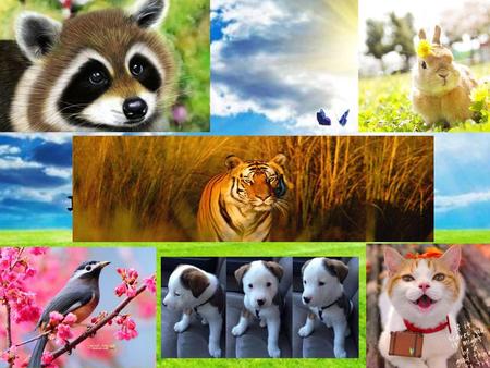 在自然萬物中… 最喜歡的動物是什麼呢？.