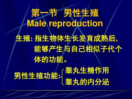 第一节 男性生殖 Male reproduction