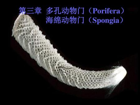 第三章 多孔动物门（Porifera） 海绵动物门（Spongia）.