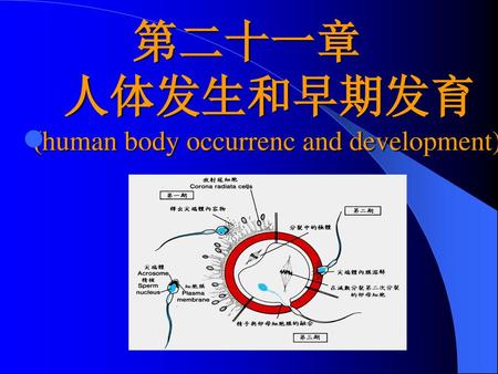 第二十一章 人体发生和早期发育 (human body occurrenc and development)