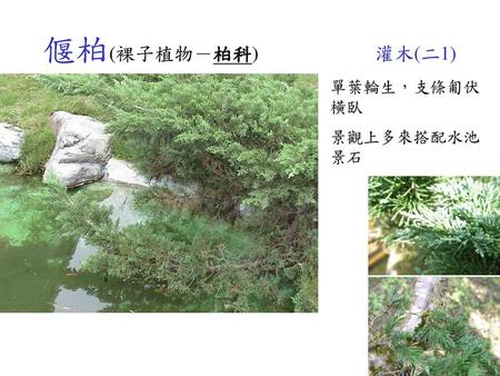 偃柏(裸子植物－柏科)　　　　　　　灌木(二1) 單葉輪生，支條匍伏橫臥 景觀上多來搭配水池景石.