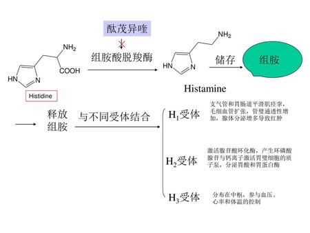 酞茂异喹 × 组胺酸脱羧酶 储存 组胺 Histamine 释放 组胺 H1受体 与不同受体结合 H2受体 H3受体 Histidine