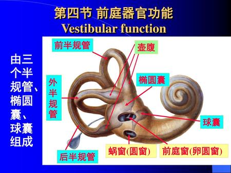 第四节 前庭器官功能 Vestibular function