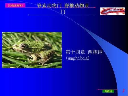 《动物生物学》 脊索动物门 脊椎动物亚门 第十四章 两栖纲(Amphibia) 两栖纲.