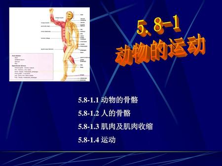 5.8-1 动物的运动 5.8-1.1 动物的骨骼 5.8-1.2 人的骨骼 5.8-1.3 肌肉及肌肉收缩 5.8-1.4 运动.