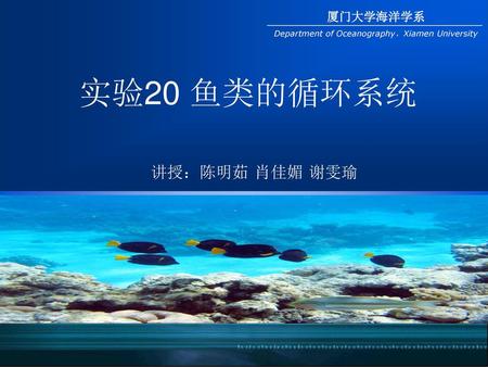 实验20 鱼类的循环系统 讲授：陈明茹 肖佳媚 谢雯瑜.