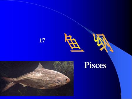 鱼 纲 17 Pisces.