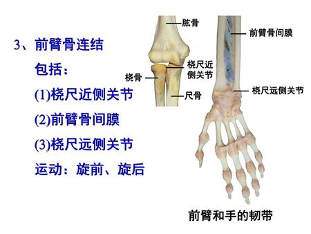 3、前臂骨连结 包括： (1)桡尺近侧关节 (2)前臂骨间膜 (3)桡尺远侧关节 运动：旋前、旋后 前臂和手的韧带 肱骨 前臂骨间膜 桡尺近