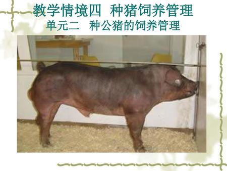 教学情境四 种猪饲养管理 单元二 种公猪的饲养管理