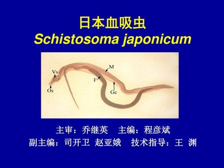 日本血吸虫 Schistosoma japonicum