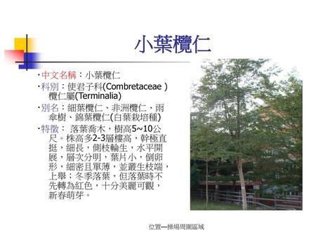 小葉欖仁 ‧中文名稱：小葉欖仁 ‧科別：使君子科(Combretaceae )欖仁屬(Terminalia)