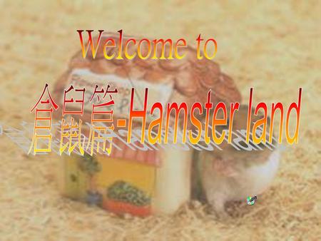 Welcome to 倉鼠篇-Hamster land.